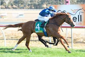 Toogoodfortoorak, Stawell Cup, April 2024 Toogoodfortoorak, Stawell Cup, April 2024